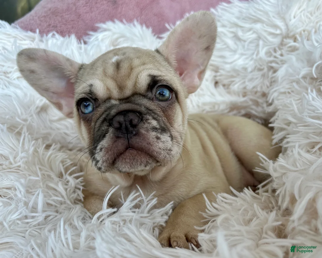 French Bulldog dogs for sale: Marshmallow - Ad 1