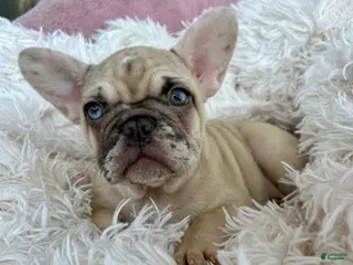 French Bulldog dogs Marshmallow - Ad 14