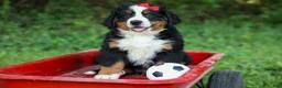 Bernese Mountain Dog dogs for sale: SPIKE - Ad 8