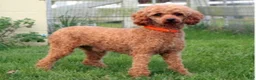 Mini Goldendoodle dogs for sale: Sapphire  - Ad 6