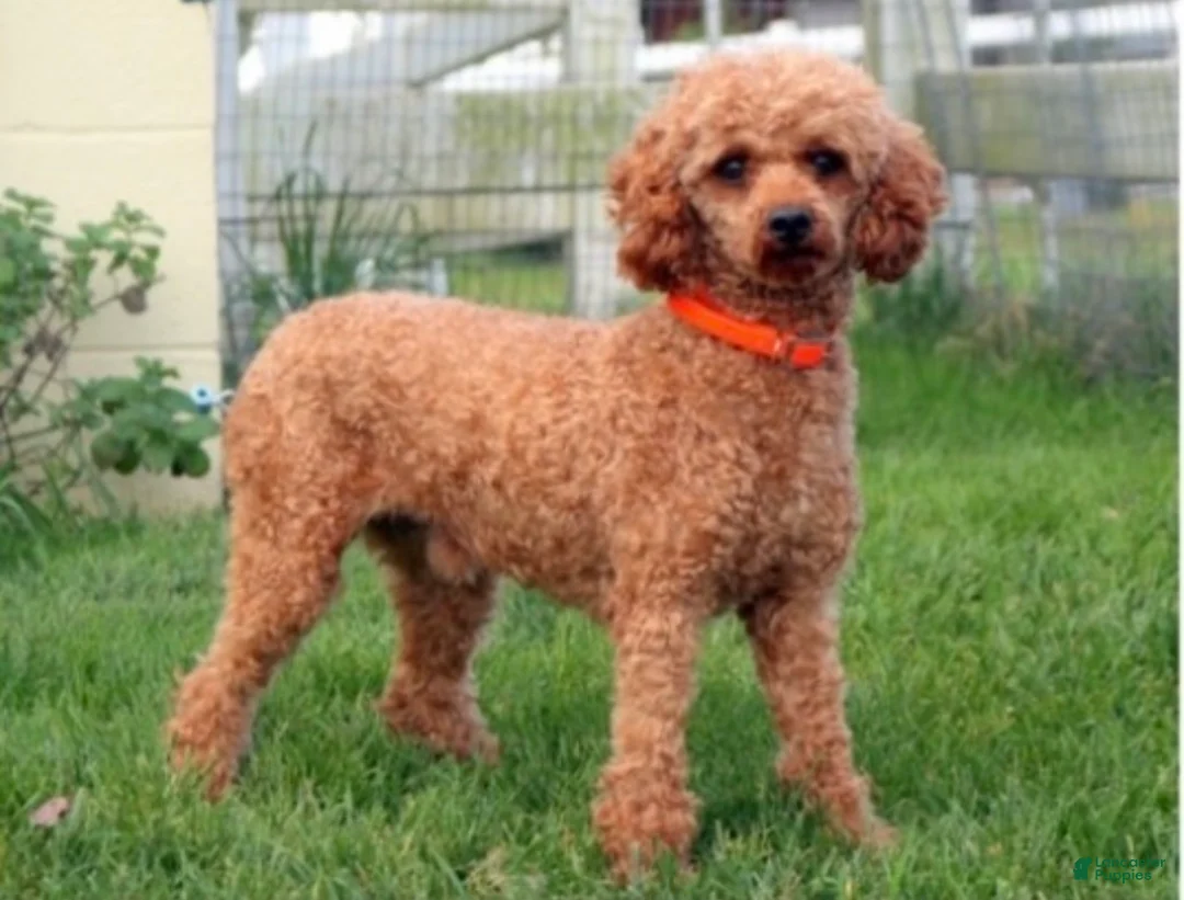Mini Goldendoodle dogs for sale: Sapphire  - Ad 6