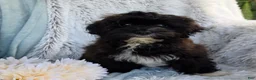 Shihpoo dogs for sale: Lenny - Ad 21