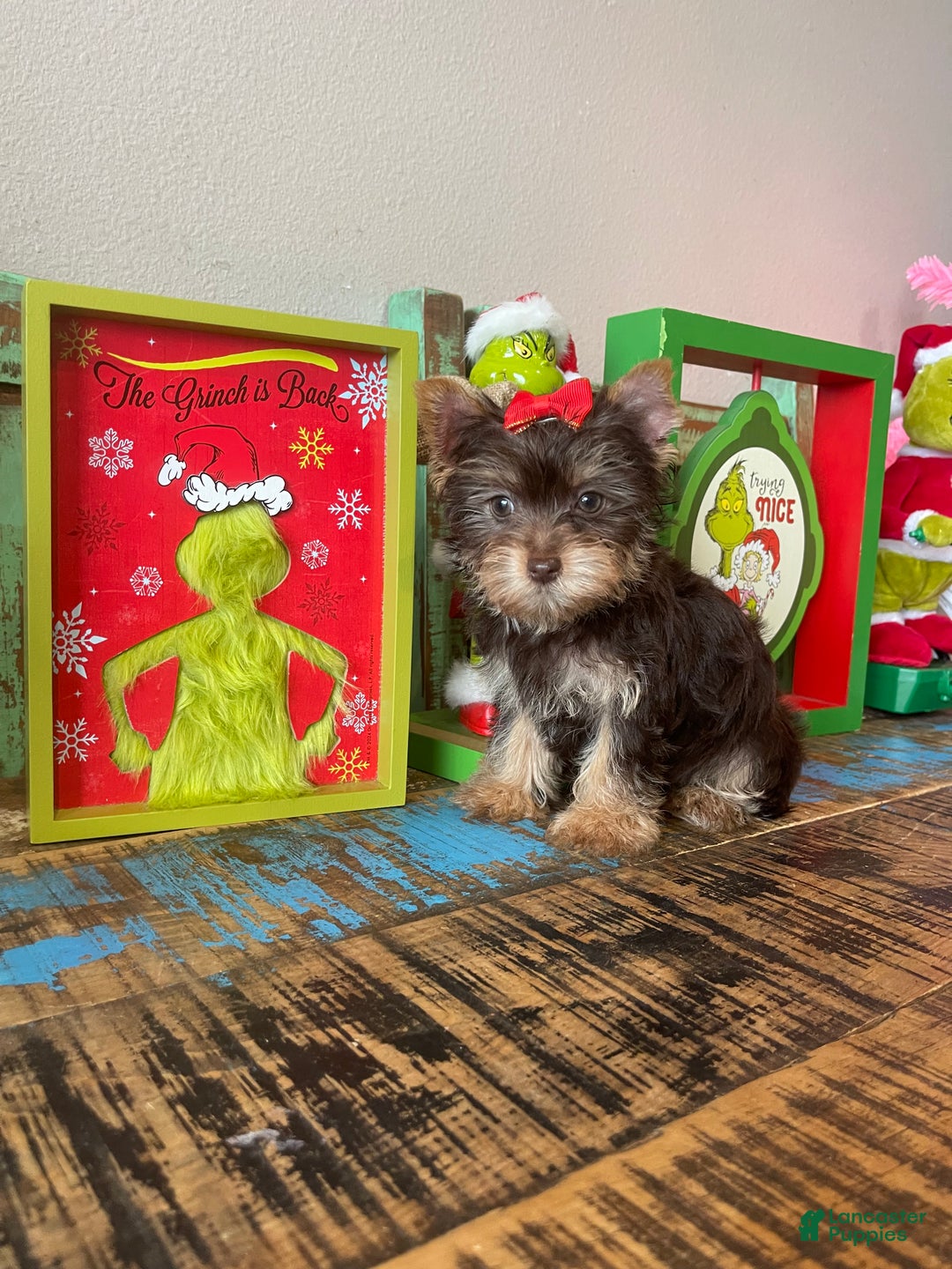 Yorkshire Terrier dogs for sale: Chocolate Yorkie Ready To Go - Ad 4