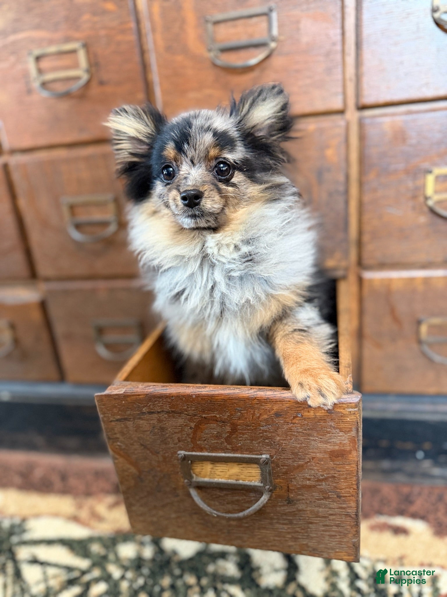 Pomeranian dogs River - Ad 16