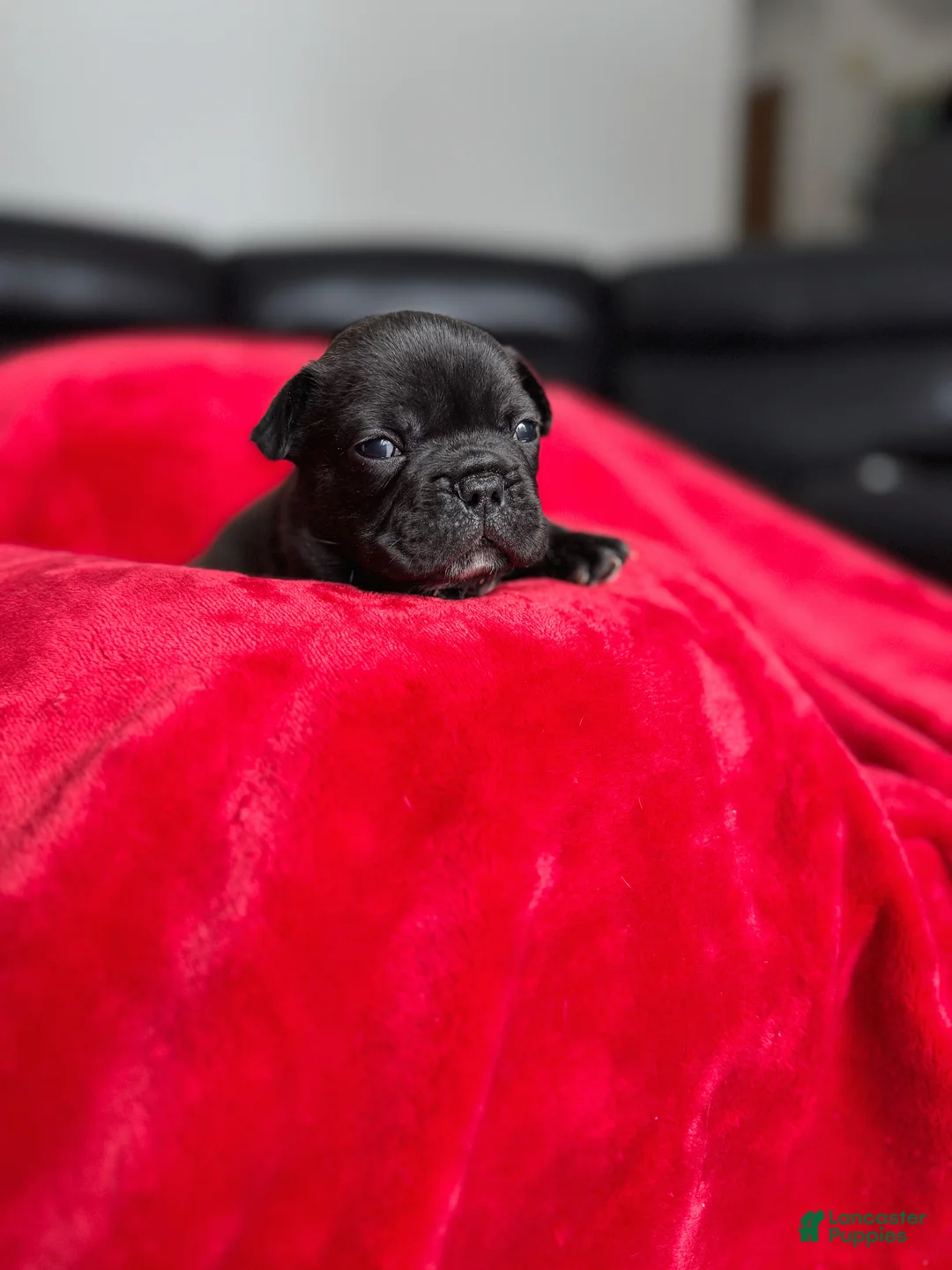 French Bulldog dogs for sale: Chip - Ad 1