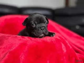 French Bulldog dogs Chip - Ad 4