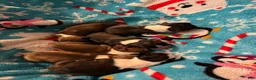 Boston Terrier dogs for sale: Sleepy-Brindle& white - Ad 9