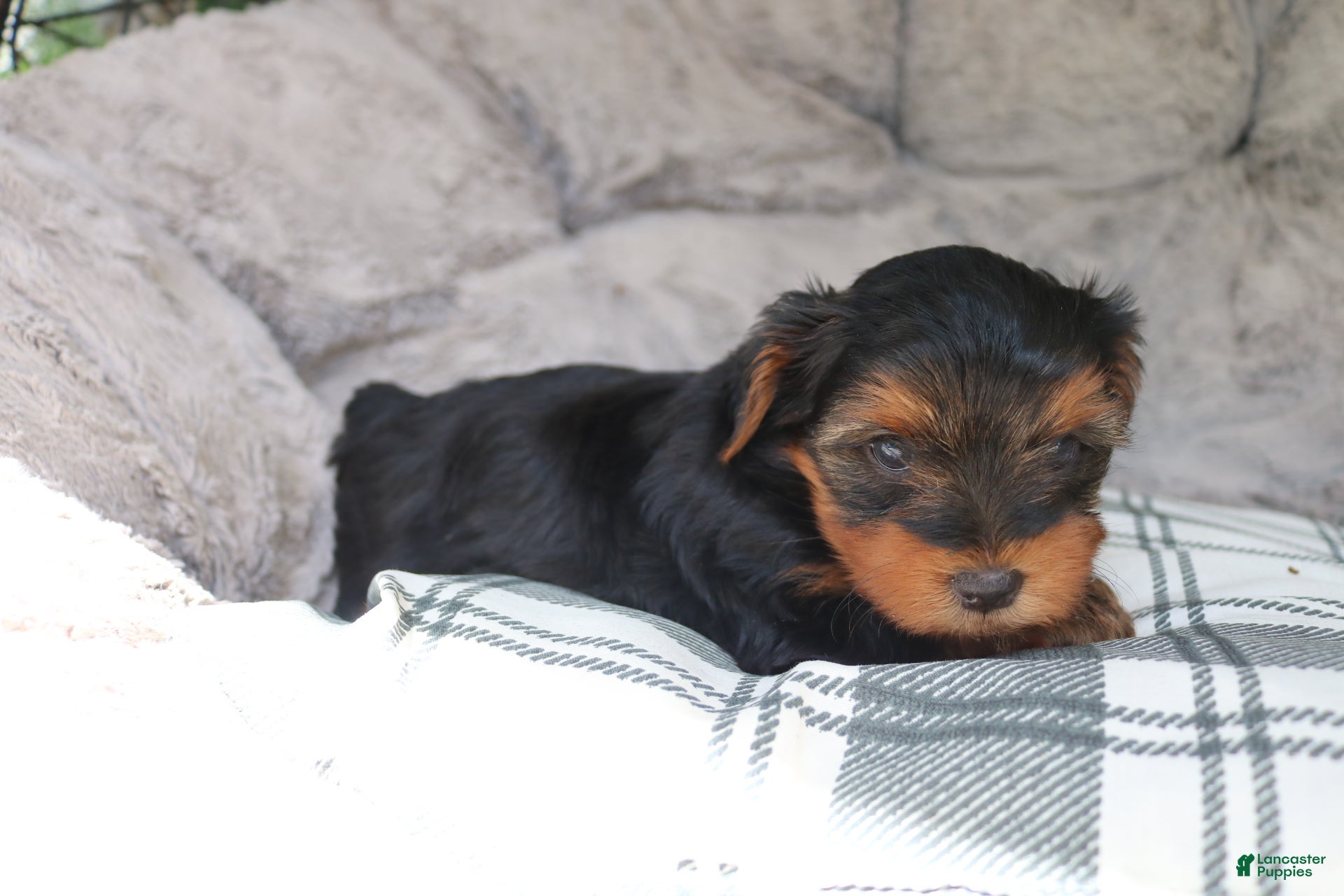 Yorkshire Terrier dogs for sale: Mia  - Ad 2