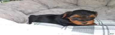 Mia 