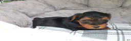 Yorkshire Terrier dogs for sale: Mia  - Ad 1