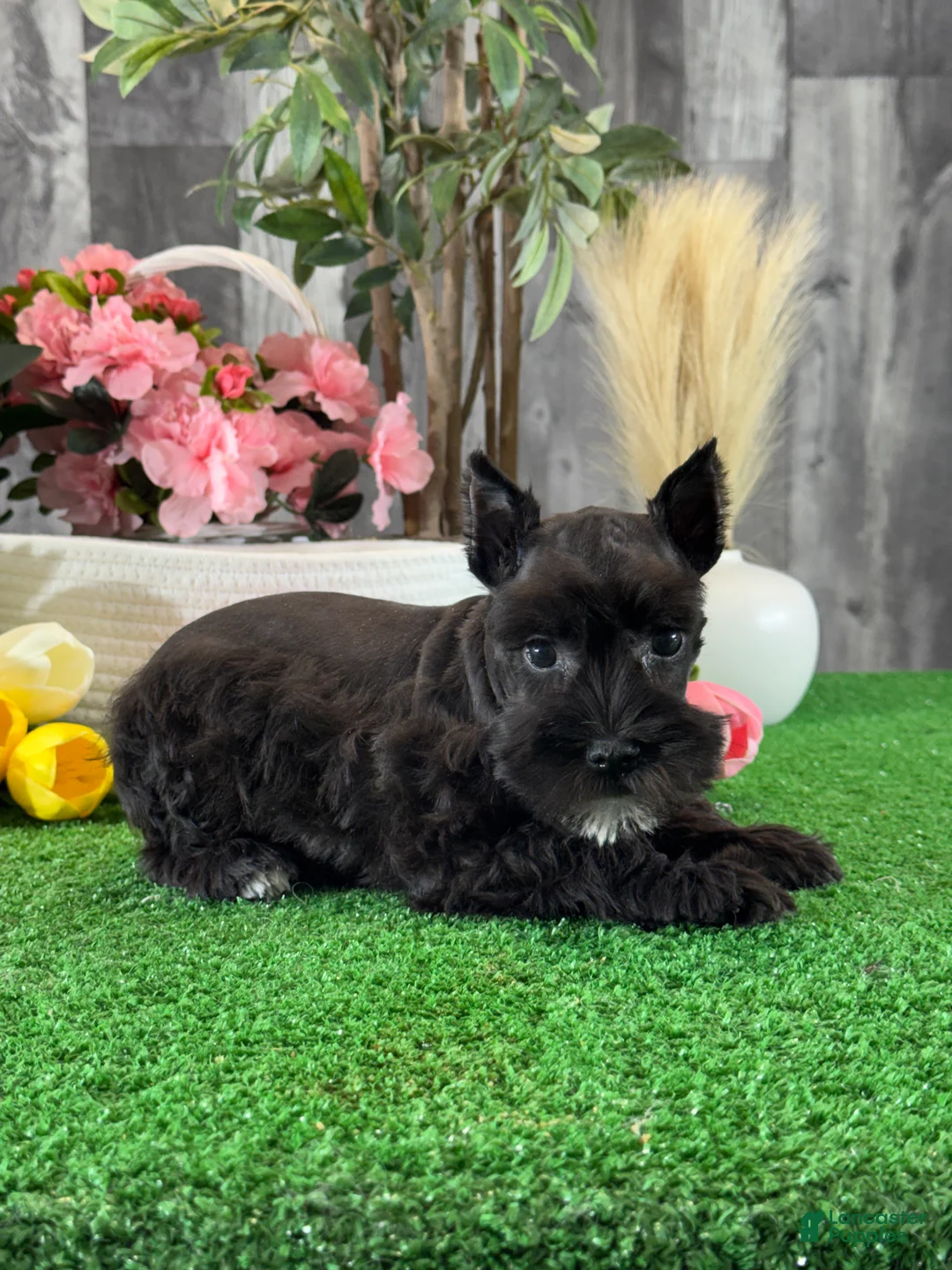 Miniature Schnauzer dogs for sale: Kira - Ad 1