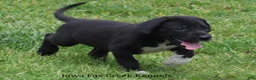 Great Dane dogs for sale: Mitzi - Ad 2