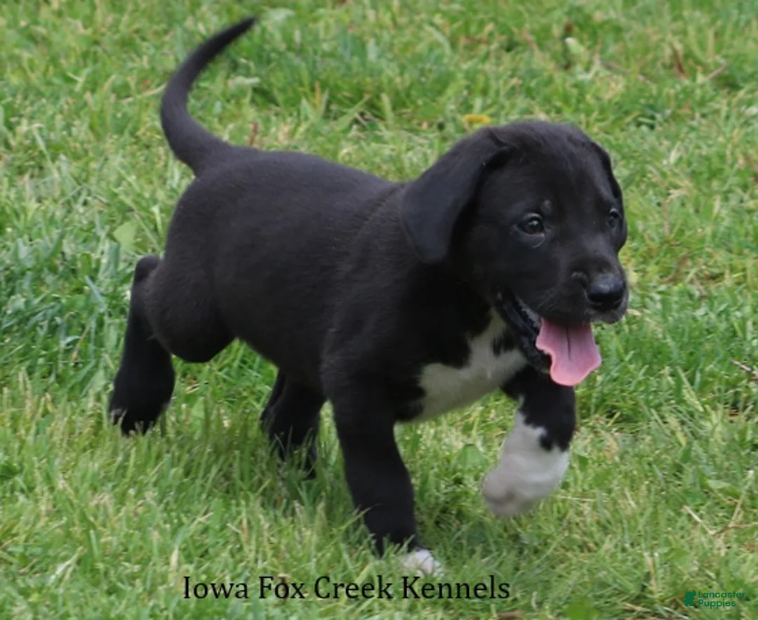 Great Dane dogs for sale: Mitzi - Ad 2