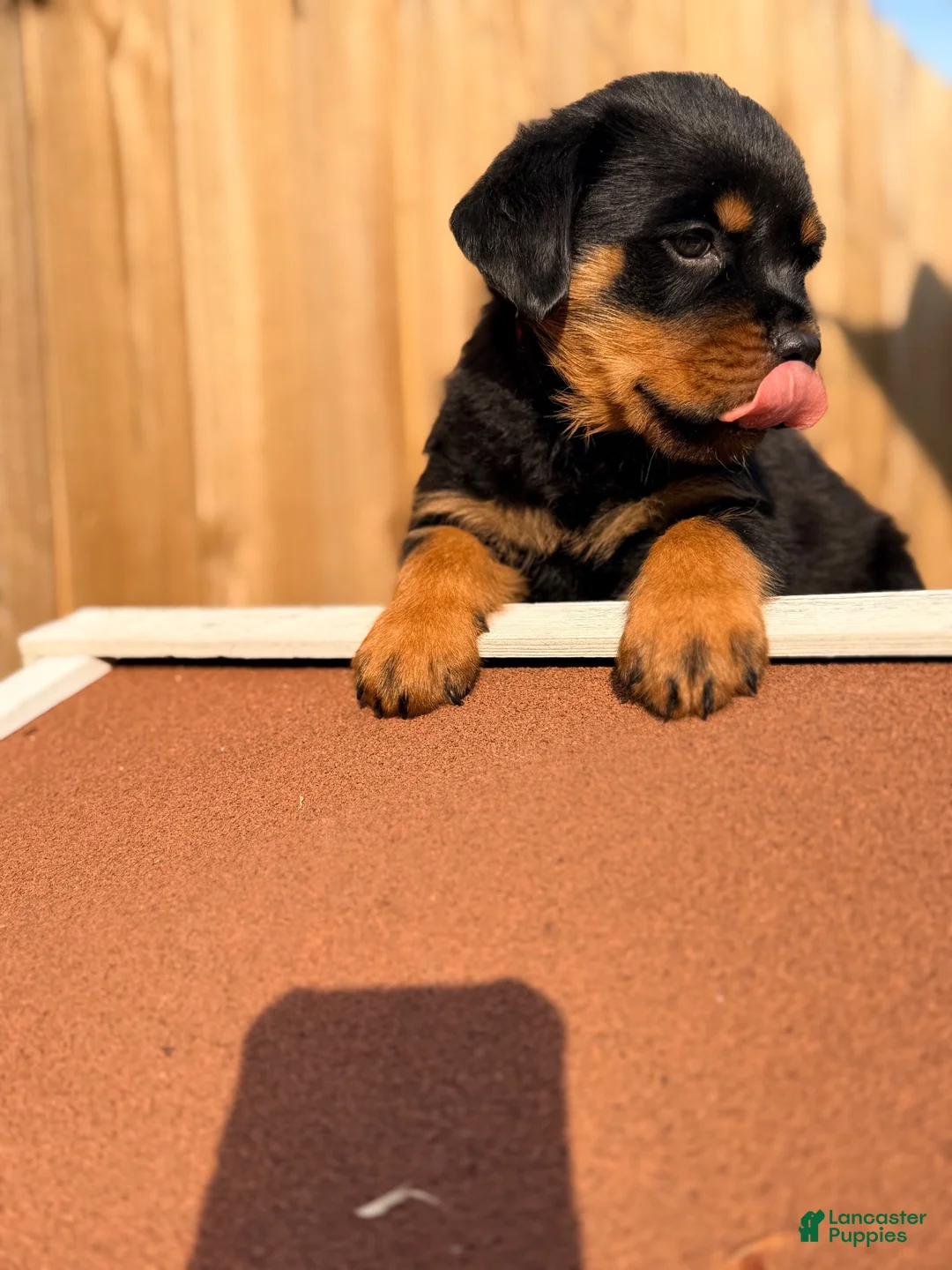 Rottweiler dogs for sale: Rottweiler 1 - Ad 1