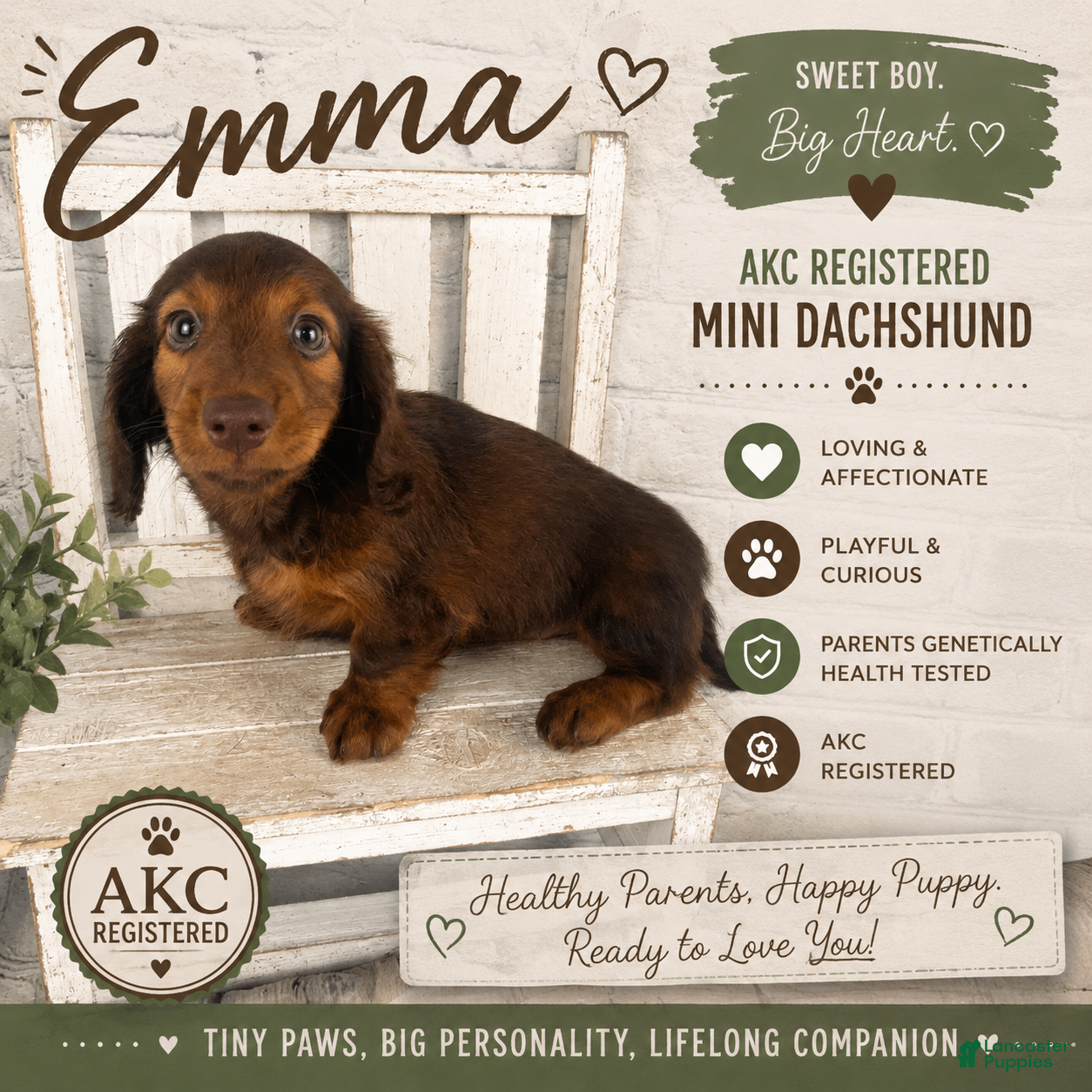 Miniature Dachshund dogs Emma - Ad 1