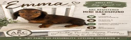 Miniature Dachshund dogs for sale: Emma - Ad 1