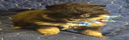 Pomeranian dogs for sale: Black & Tan boy - Ad 4