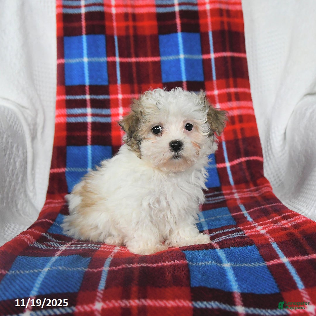 Malshi dogs for sale: Winnie - Ad 6