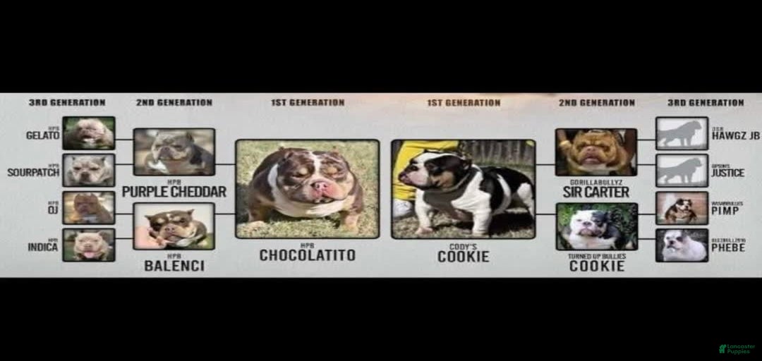 Gallery Image {{count}}