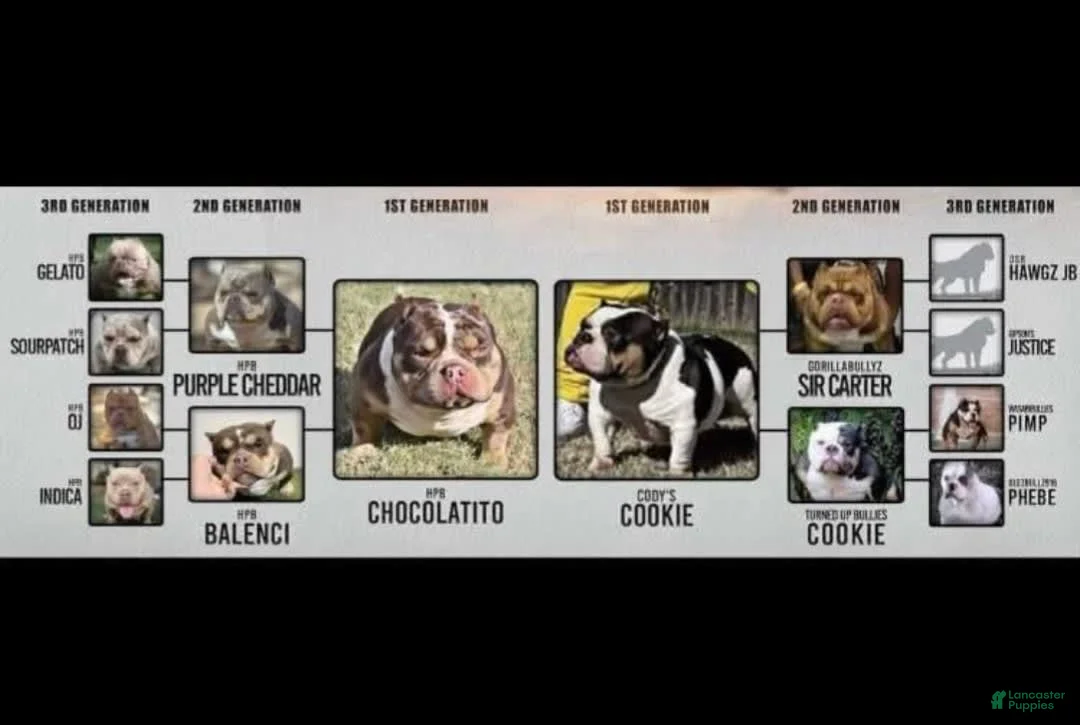 Gallery Image {{count}}