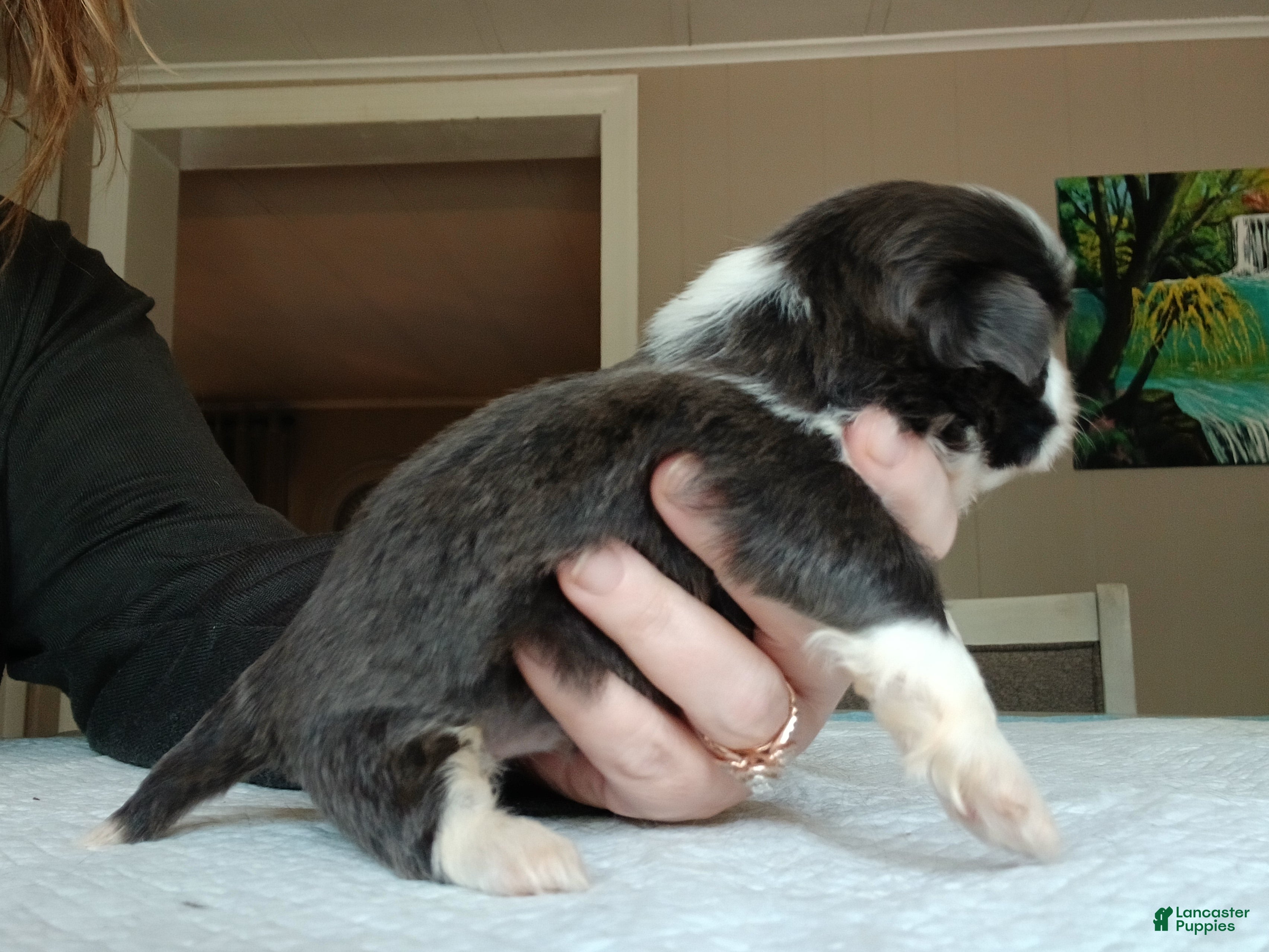 Shih Tzu dogs Shih Tzu Puppy 3 - Ad 2