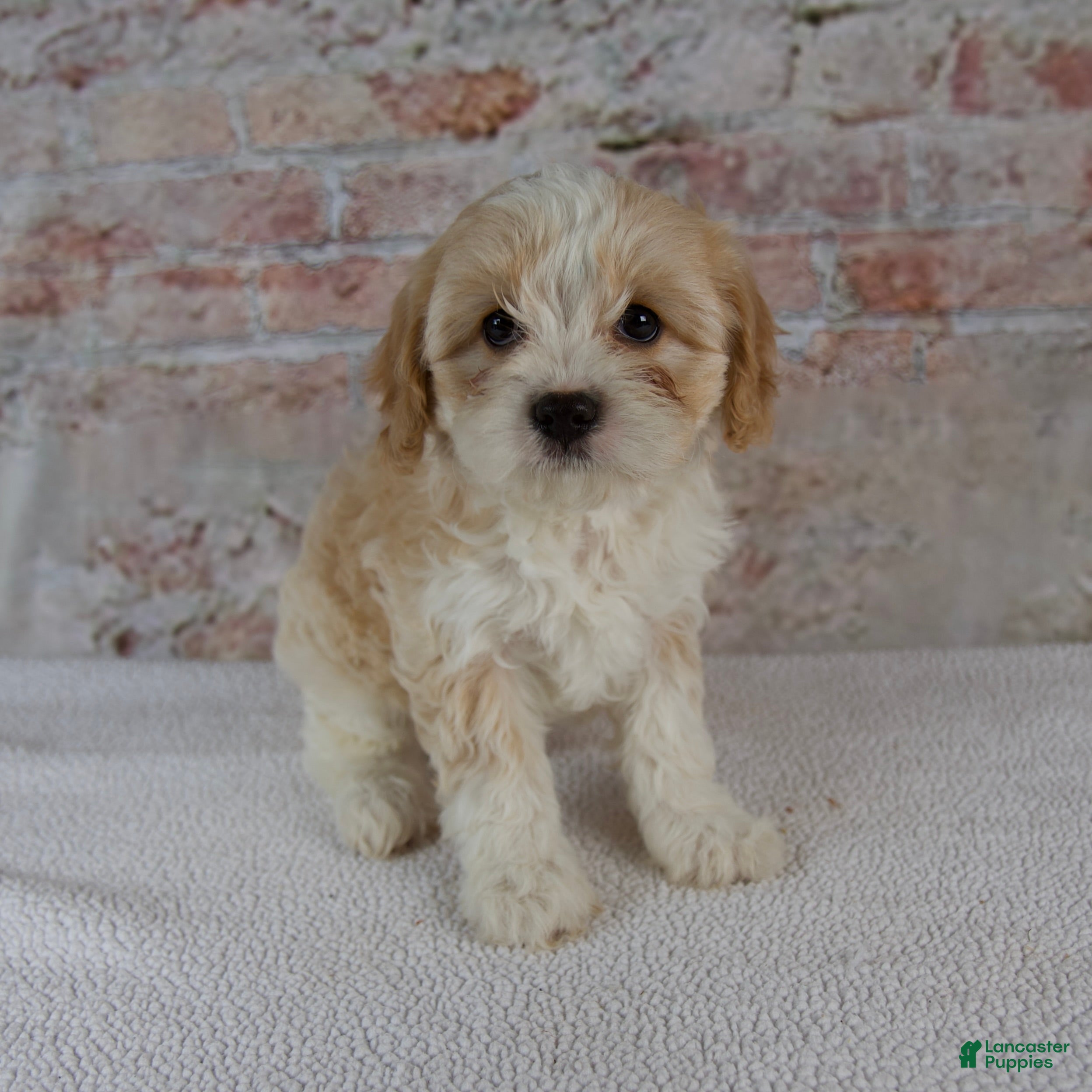 Cavapoo dogs Clover - Ad 2