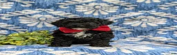 Cockapoo dogs for sale: Niall Hypoallergenic - Ad 2
