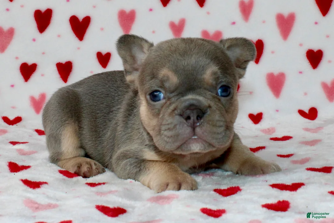 French Bulldog dogs for sale: Bella  - Ad 3