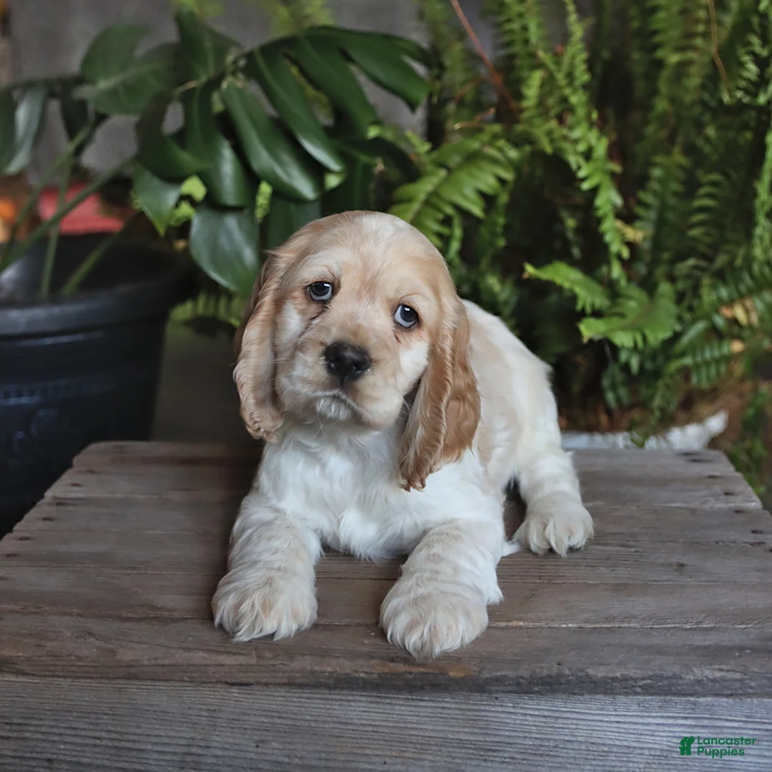 English Cocker Spaniel dogs for sale: Popcorn - Ad 3