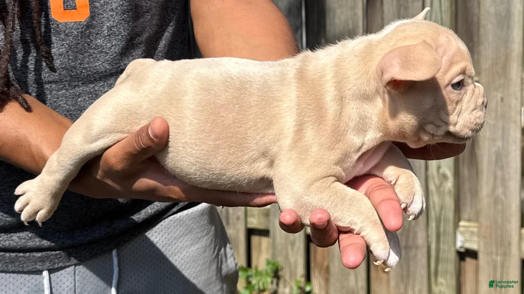 American Bully dogs for sale: American Bully 3 - Ad 2