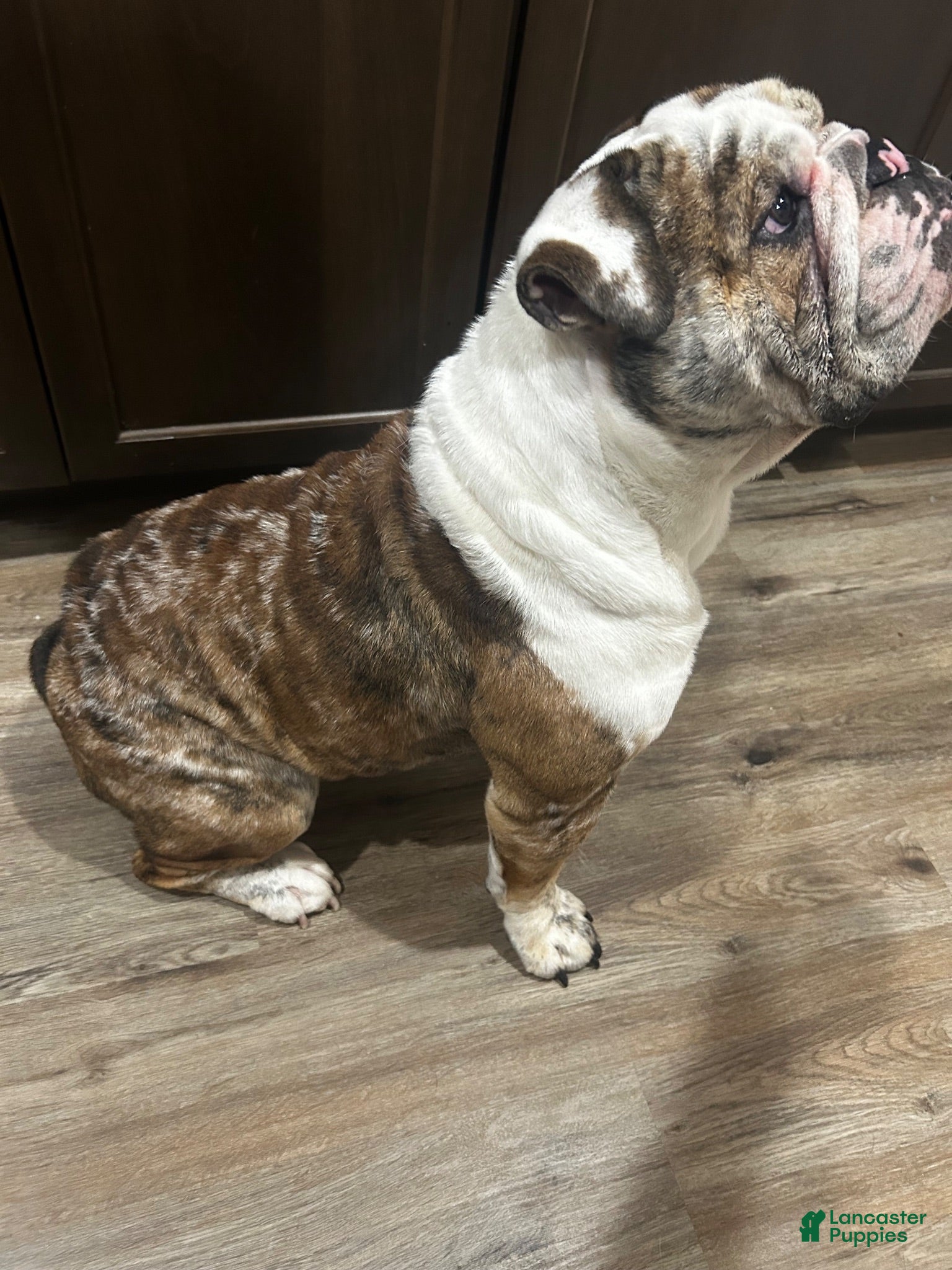 English Bulldog dogs Debo - Ad 29