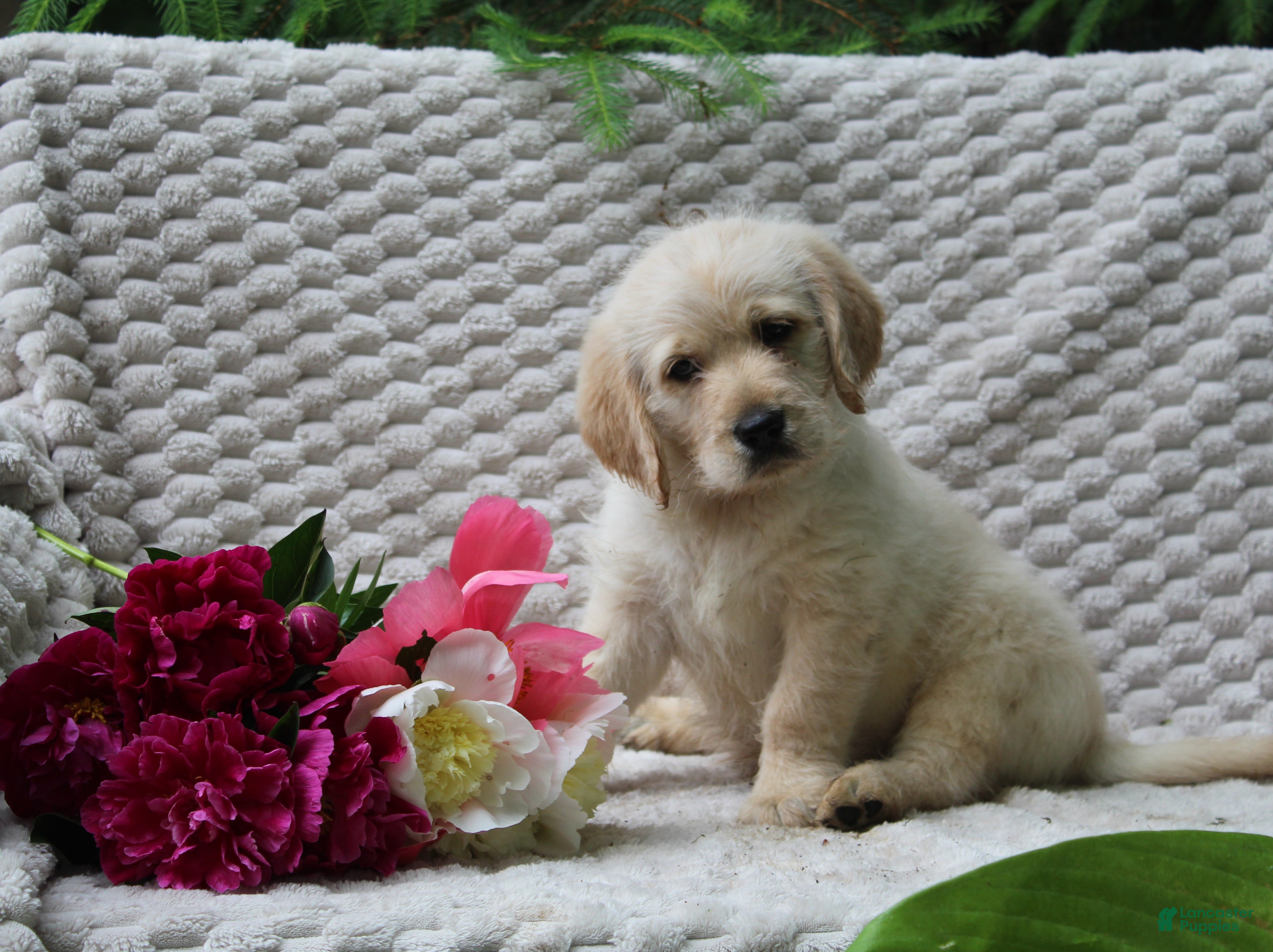 Labradoodle dogs for sale: Labradoodle Puppy 1 - Ad 1
