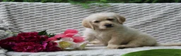 Labradoodle dogs for sale: Labradoodle Puppy 1 - Ad 1