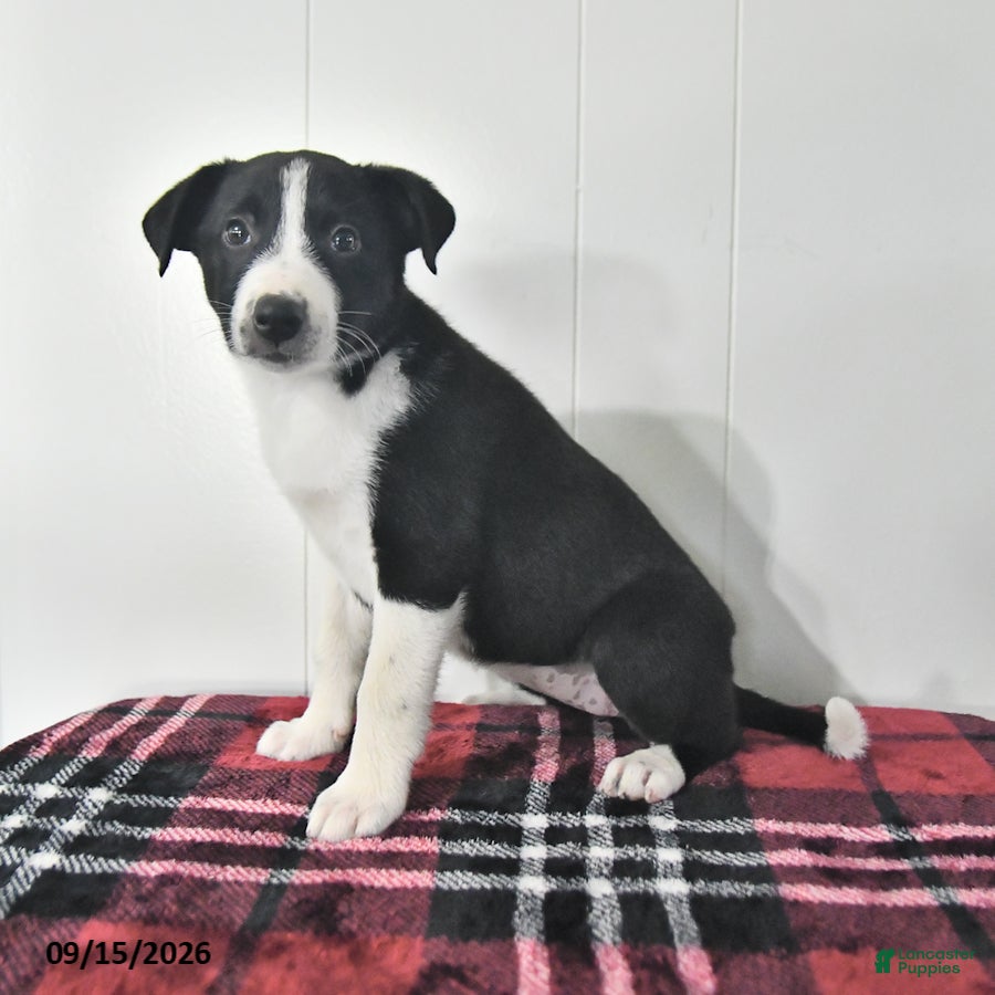 Mixed Breed dogs Bonnie - Ad 2