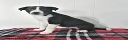 Mixed Breed dogs for sale: Bonnie - Ad 2