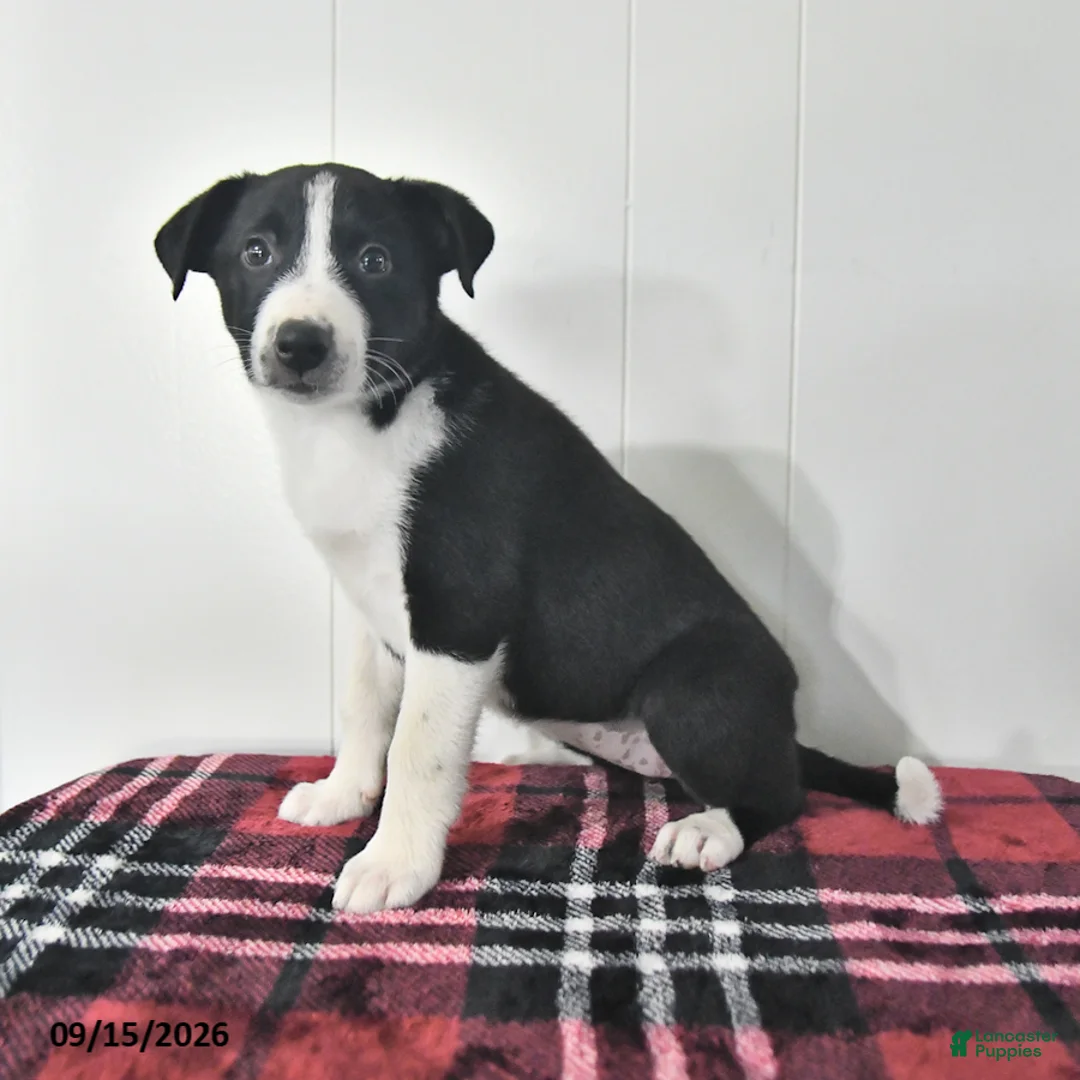 Mixed Breed dogs for sale: Bonnie - Ad 2
