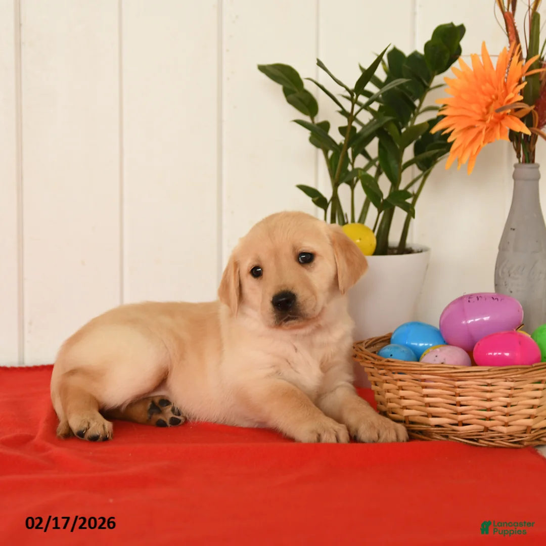 Goldador dogs for sale: Kiwi - Ad 4