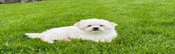 Lhasa Apso dogs for sale: Beau - Ad 4