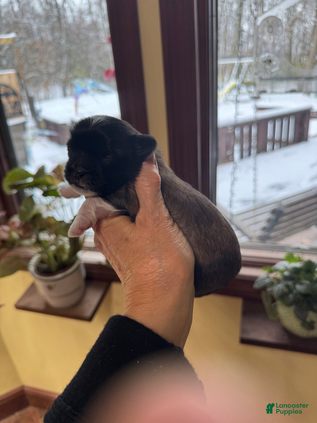 Shih Tzu dogs for sale: Barbie - Ad 3