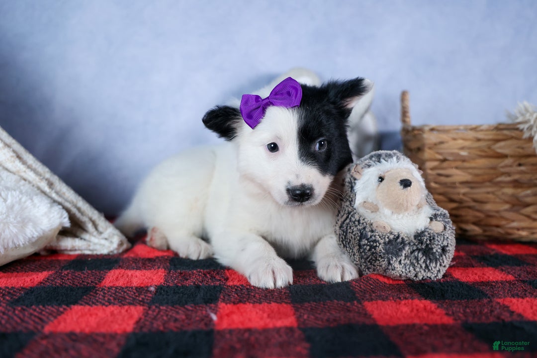 Mixed Breed dogs for sale: DAISY - Ad 6