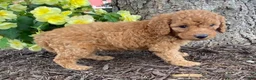 Mini Goldendoodle dogs for sale: Dixie- mini/petite - Ad 3