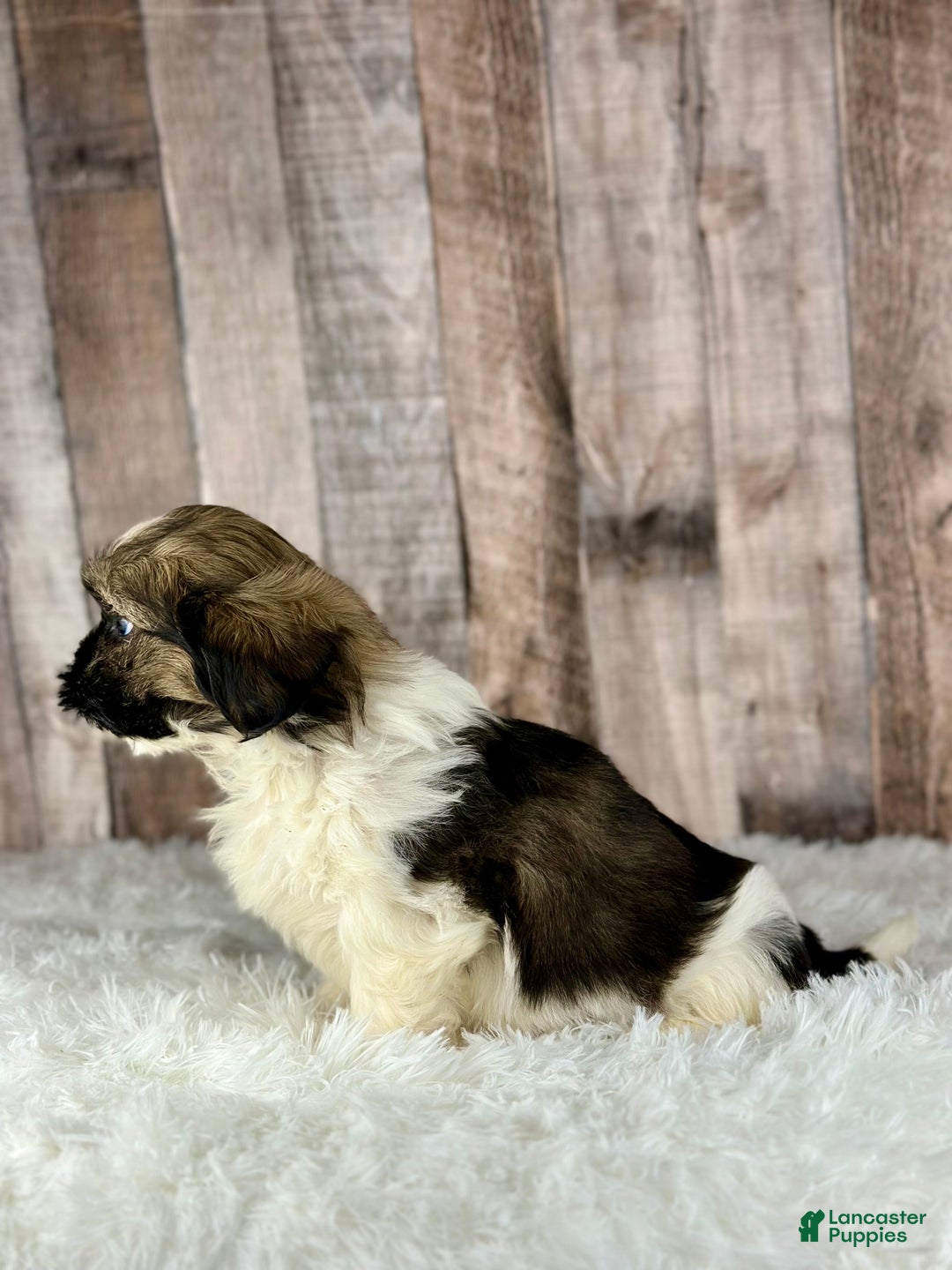 Shih Tzu dogs for sale: Boy Kai - 8932 - Ad 2