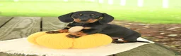 Miniature Dachshund dogs for sale: Allie - Ad 3