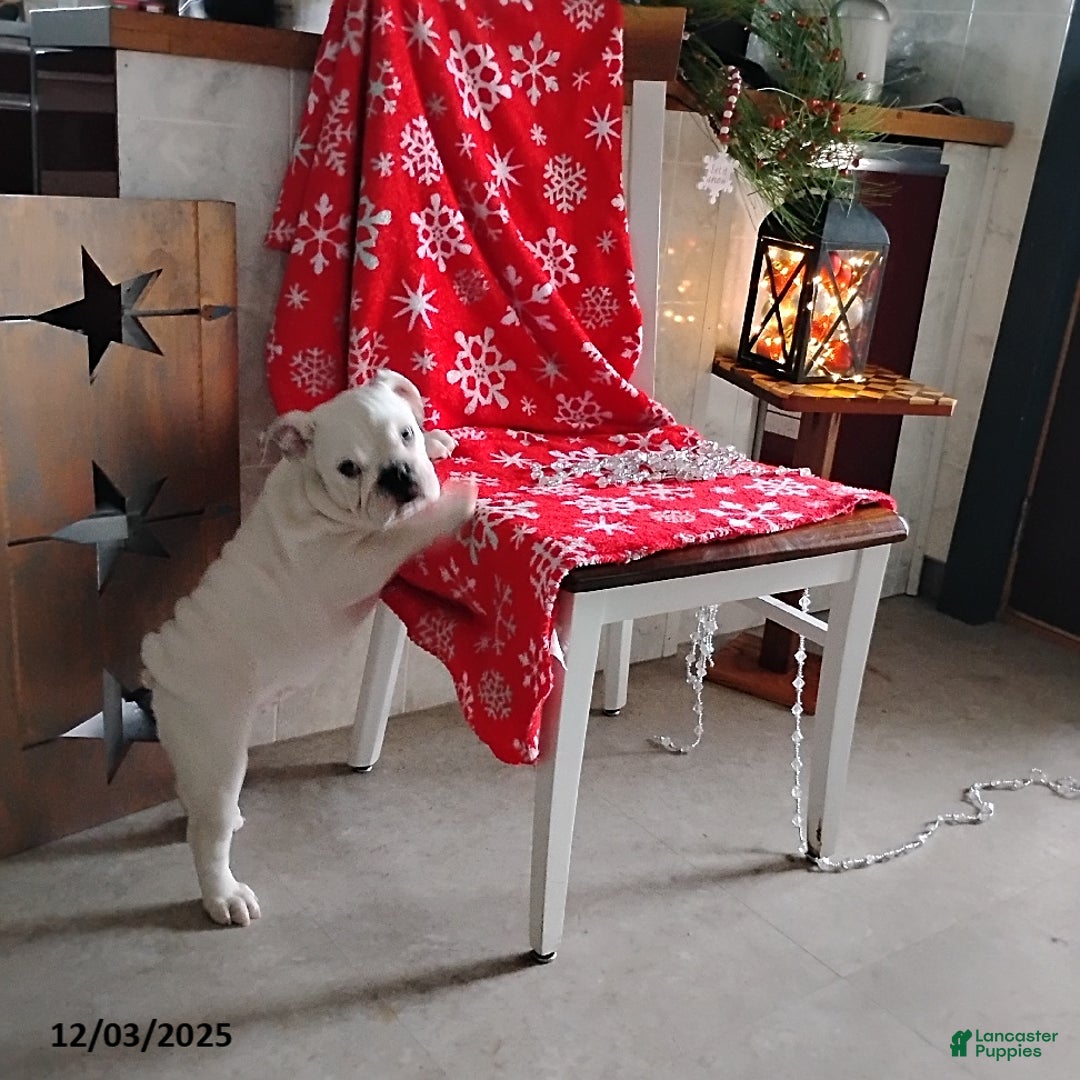 English Bulldog dogs for sale: Rayna - Ad 6