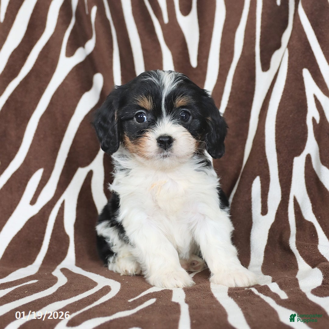 Cavapoo dogs for sale: Sunny  - Ad 3