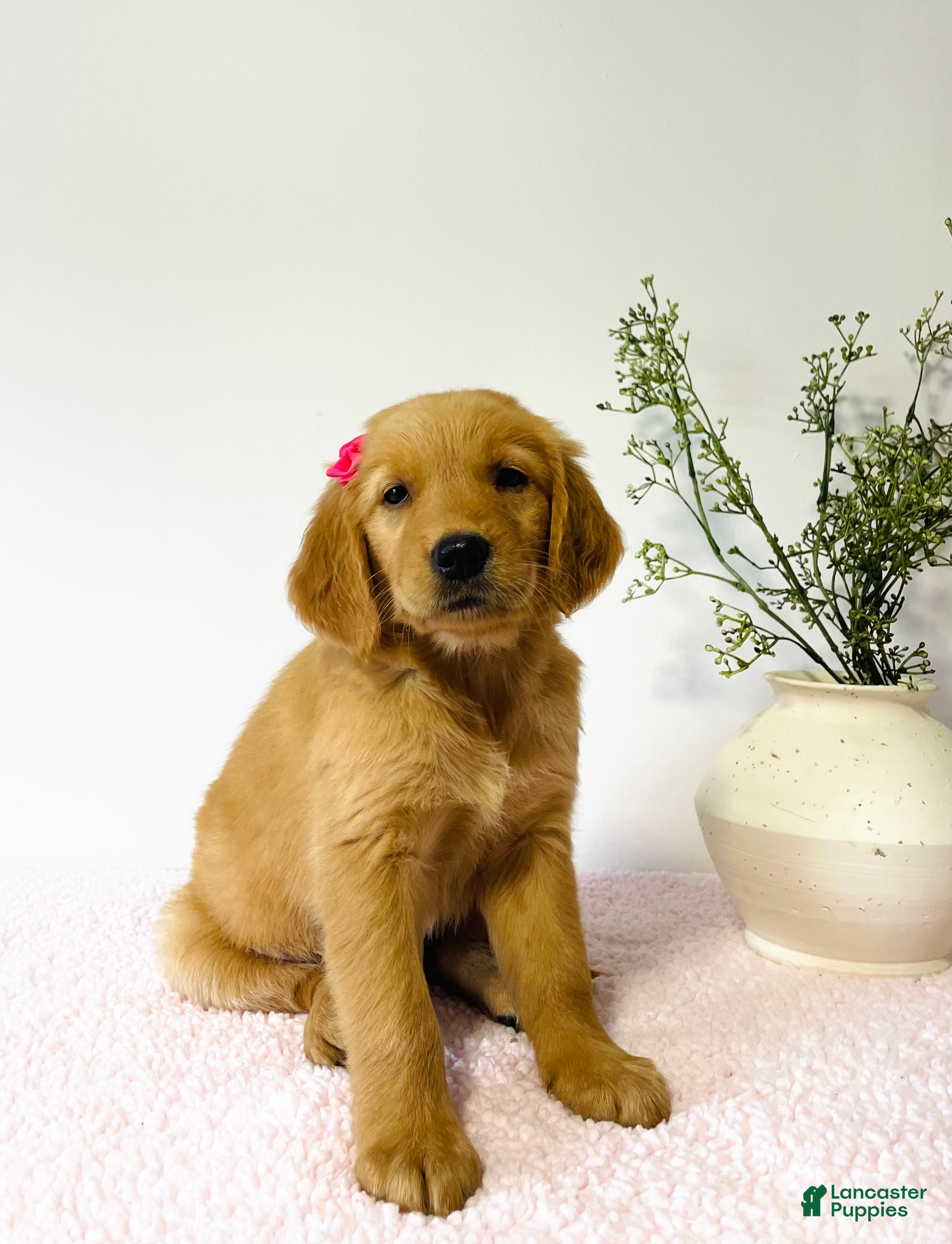 Golden Retriever dogs Bella - Ad 2