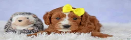 Cavapoo dogs for sale: Milo 💙🦴 - Ad 6