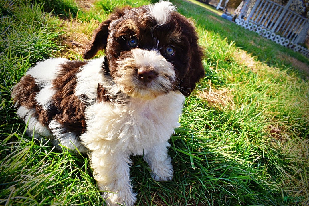 Havapoo dogs for sale: Presley - Ad 15