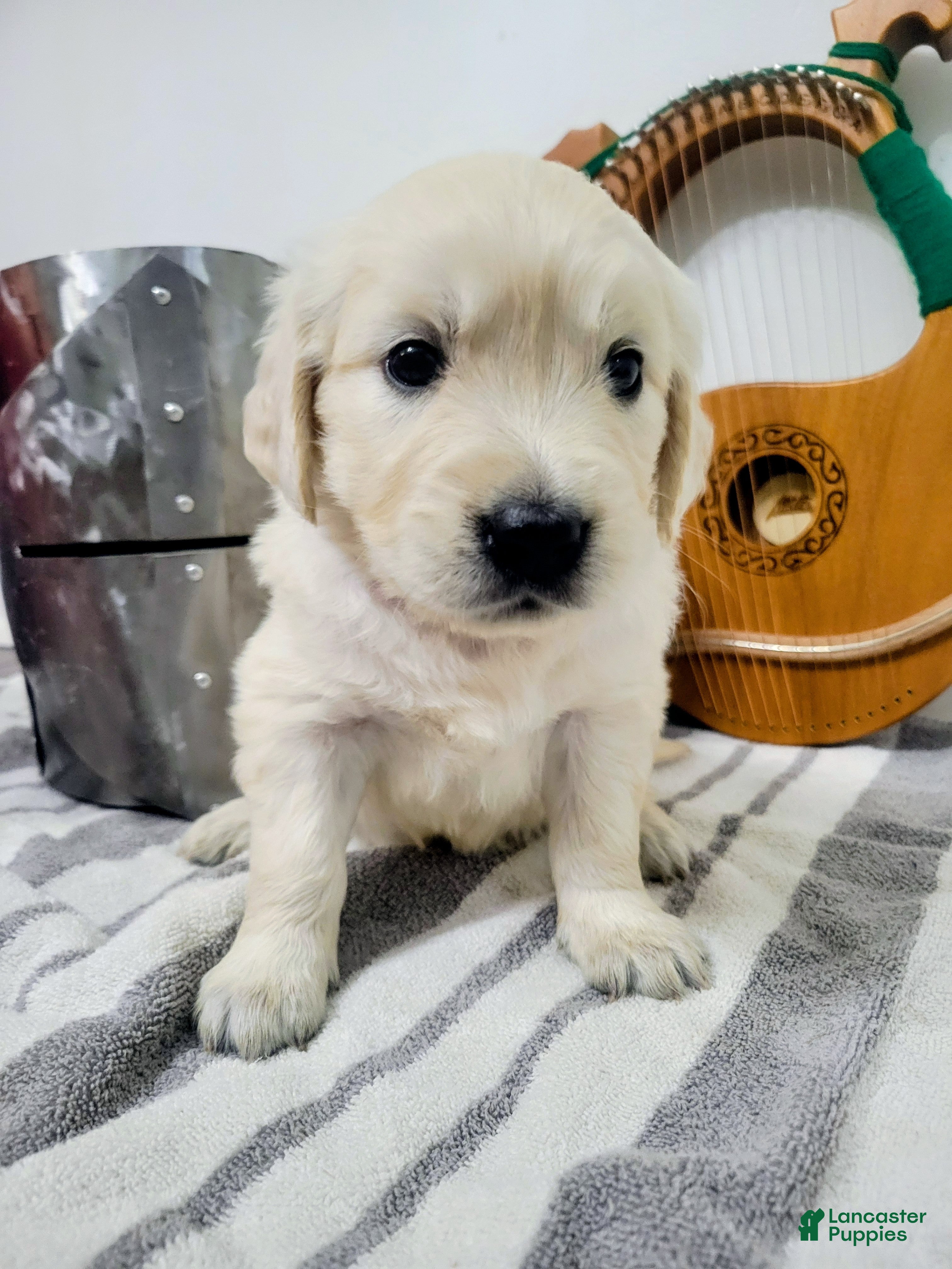 Golden Retriever dogs for sale: Galadriel, Champion Sired - Ad 6