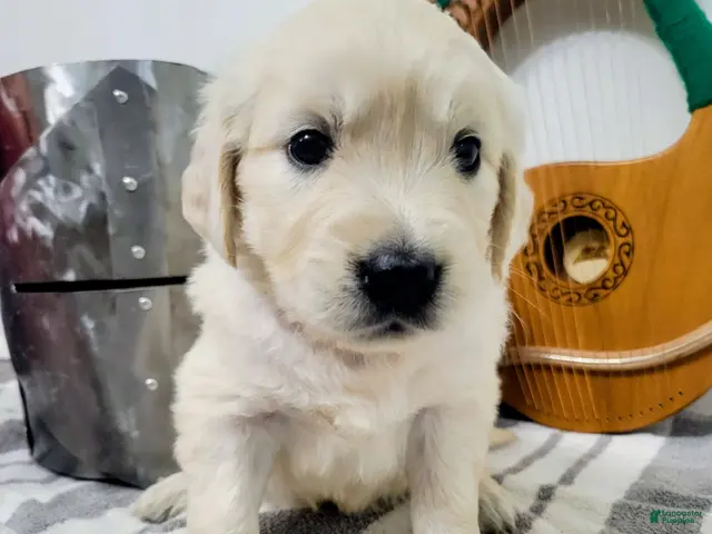 Golden Retriever dogs for sale: Galadriel, Champion Sired - Ad 6